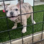 French bulldog - blue pied male in Arizona City, Arizona