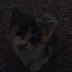 cats in Beaumont, Texas