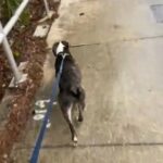 8 Month Old Male Brindle Bully in Jacksonville, Florida