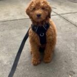 Mini Golden Doodle in New York City, New York