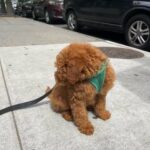 Cavapoo in New York City, New York