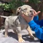 AMERICAN BULLYS ABKC REG in Redwood City, California