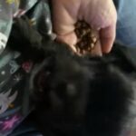 Lil Girl Needs A Furever Home in Baton Rouge, Louisiana