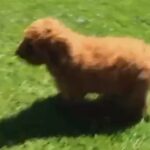 Male Mini Goldendoodle in New York City, New York
