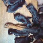 Rottweiler Puppies- Rehoming 7/5/23 in North Little Rock, Arkansas
