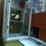 Jack: free bunny & cage in Palatine, Illinois