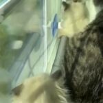 Ragdoll Kittens in Queens, New York