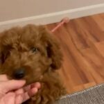Cuteness overload in West Warwick, Rhode Island