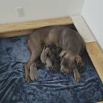 cane corso puppies in Traverse City, Michigan