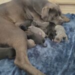 cane corso puppies in Traverse City, Michigan