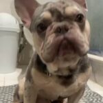 French Bulldog in West Palm Beach, Florida