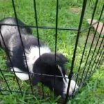 Border Collie Puppy in Longview, Texas
