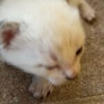 Kitten 1# in Lehigh Acres, Florida