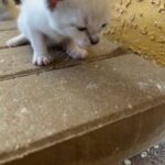 Kitten 2# in Lehigh Acres, Florida