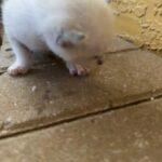 Kitten #3 in Lehigh Acres, Florida