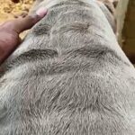 Lilac Ghost Tri American Bully Abkc Registered in Indianapolis, Indiana