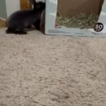 Meet Ghost Our Male 6 Month Old Grey Rex in Grain Valley, Missouri