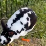 Mini Rex And New Zealand Twins M And Female in Grain Valley, Missouri