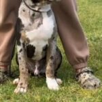 XL American Bully Tri Merle Male in San Diego, California