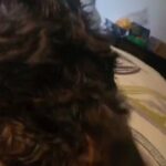 yorkie boy in Sand Springs, Oklahoma