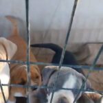 Old English Bulldog Red nose pitbull mix in Redding, California