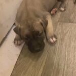 German Pit Puppies in Arizona City, Arizona