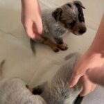ACD puppies for sale in Arizona City, Arizona