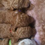 Mini Goldendoodles in Arizona City, Arizona