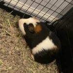 $20 Guinea Pig Without Cage / $50 With Cage in Greensboro, North Carolina