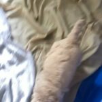 Precious Poodle Puppies in North Myrtle Beach, South Carolina
