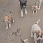 Central Asian Shepherd Dog in Diamond Springs, California