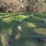 Central Asian Shepherd Dog in Diamond Springs, California