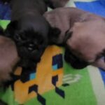 Pug puppies in Fort Dodge, Iowa
