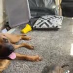 Mastiff Bullterrier in Bakersfield, California