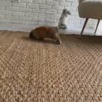 Mini Lops in Dayton, Ohio