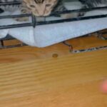 Bengal Savannah Mix Kittens in Stockton, California