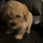 Cavapoo Male in Sumter, South Carolina