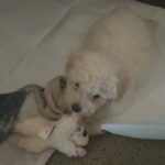 11 Month Old White Male Poodle in Modesto, California