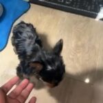 Adorable CKC Yorkies in Moreno Valley, California