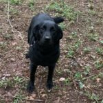 AKC Black Female Labrador Retriever in Athens, Georgia