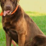 AKC Chocolate Male Labrador Retriever in Athens, Georgia