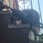 HES ACTUALLY  ALASKAN  MALAMUTE  PUREBREED  $800  NYC in New York City, New York