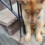 LIGHT RED HUSKY BOY $1400 BROOKLYN  N.YC in New York City, New York