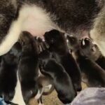 husky Puppies ready June 11 in Fort Myers, Florida