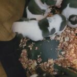 clowey babies in Atlanta, Georgia
