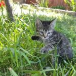 Striped Kitten in Washington, District of Columbia