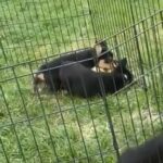 AKC Pembroke Welsh Corgis in Garden City, Kansas