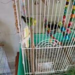 parakeets $15 each in Columbus, Ohio