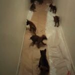 belgian malinois pups in Los Angeles, California