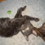 FREE KITTEN!!!! Mickey in La Habra, California